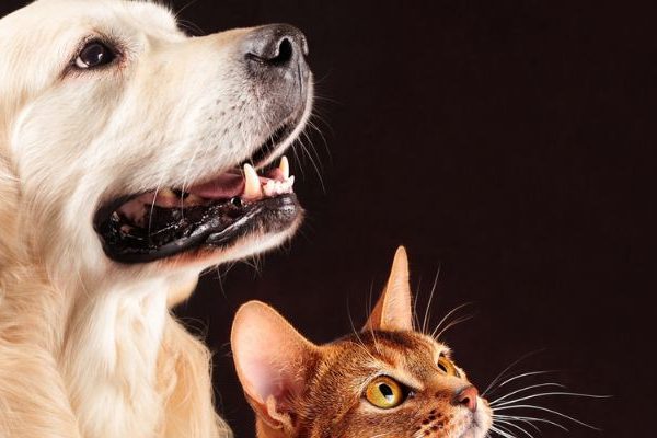 Tapete Personalizado Pets: Antiderrapante e Sob Medida